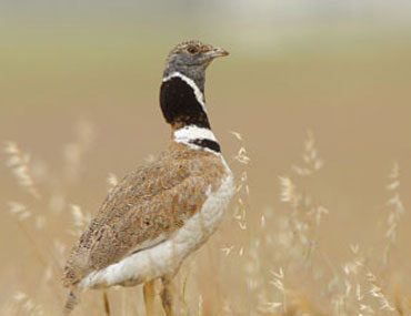 Percorso Aidomaggiore